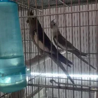 عروس هلندی جفت