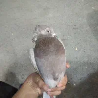 کبوتر کات