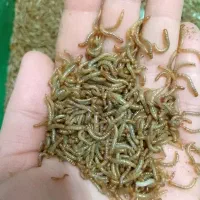 میلورم زنده