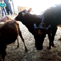 سه تا نر رشوک