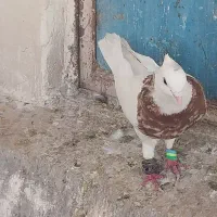 نر طوقی هفت رنگ آتیشی دوری سفت