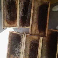 پوکه درجه یک زنبور عسل