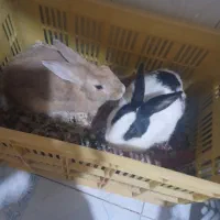 خرگوش