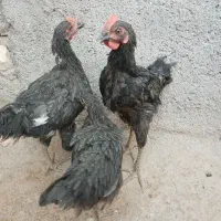 نوچه مرغ