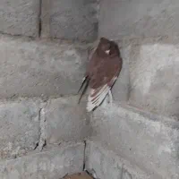 کفتر سرخ دوم سفید پرشی  ۱۵۰۰