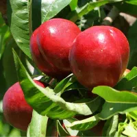 باغچه شلیل به اجاره واگذار میگردد