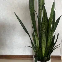 سانسوریا کامپکت اناناسی