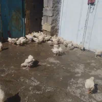 جوجه گوشتی