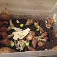 حلزون آلبینو (حلزون تراپی)