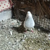 کله الماسی