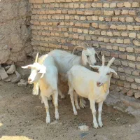 بزسانن سه راس
