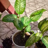 گل دیفن|گل و گیاه طبیعی|نیشابور, سرآب کوشک|دیوار