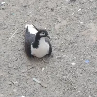 کبوتر