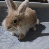 خرگوش