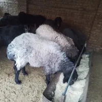 گوسفند زنده بره میش