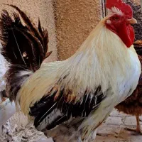 خروس محلی