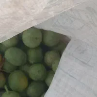 گردو|خوردنی و آشامیدنی|نهاوند, |دیوار