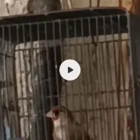 سهره کرمانی نر مست