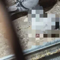 دوتا  کبوتر  جفت هستن پلاکی پلاک نداره