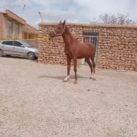 اسب|اسب و تجهیزات اسبسواری|لردگان, |دیوار