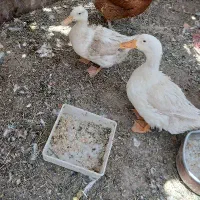 مرغابی خانگی فروشی