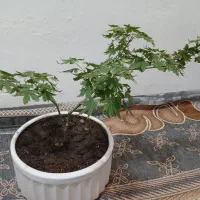 بنسای افرا پینیاتوری