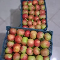 سیب بهاره