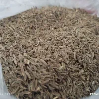 زیره اصل کوهی سیاه