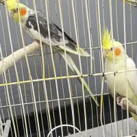 یک جفت عروس هلندی مولد