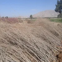 انجام کلیه امور باغبانی