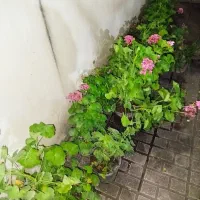 گل شمعدونی صورتی