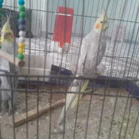 عروس هلندی جفت