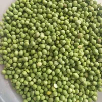 نخود فرنگی تازه