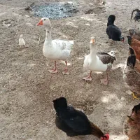 غاز|حیوانات مزرعه|اهواز, کیان اباد|دیوار