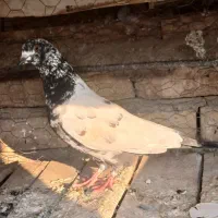 نر کله دمبی .ساعت گشت بالا