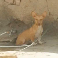 توله پاکوتاه نر