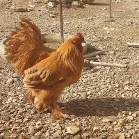 تخم مرغ نطفه دارزینتی برهما و کوشین