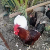 ۴ مرغ تخمگذارویک خروس