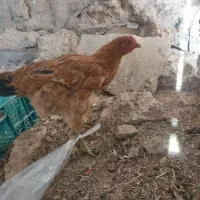 مرغ و خروس|حیوانات مزرعه|اهواز, حصیرآباد|دیوار