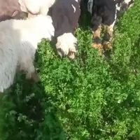 گمشده