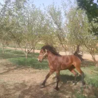 اسب نریان