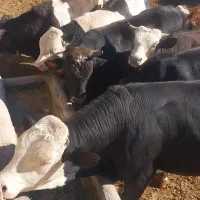 فروش گاو سمینتال چاق درجه یک