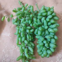 غوره عسکر