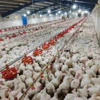 به دوخانواده جهت کار درمرغداری گوشتی نیازمندیم