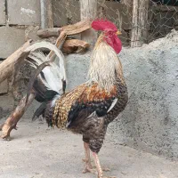 خروس محلی