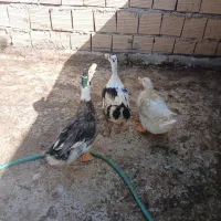 اردک