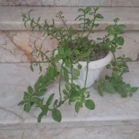 گل یخ زیبا وسرحال دانه پنجاه هزار
