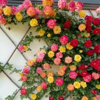 حراج انواع و اقسام گل های باغچه ای و خانگی