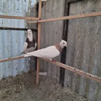 کبوتر طوقی
