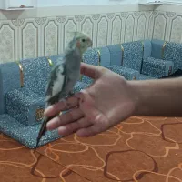 عروس پاریس